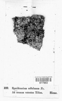 Stegonsporium cellulosum image